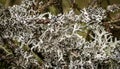 A tree branch covered with leafy foliose lichens and shrubby fruticose lichens