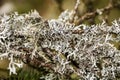 A tree branch covered with leafy foliose lichens and shrubby fruticose lichens