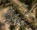 A tree branch covered with leafy foliose lichens and shrubby fruticose lichens