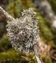 A tree branch covered with leafy foliose lichens and shrubby fruticose lichens