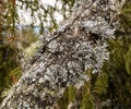 A tree branch covered with leafy foliose lichens and shrubby fruticose lichens Royalty Free Stock Photo
