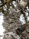 A tree branch covered with leafy foliose lichens and shrubby fruticose lichens