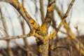 Tree branch covered with orange lichen close-up macro photo Royalty Free Stock Photo