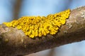 Tree branch covered with orange lichen close-up macro photo Royalty Free Stock Photo