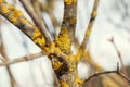 Tree branch covered with orange lichen close-up macro photo Royalty Free Stock Photo