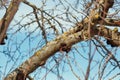 Tree branch covered with orange lichen close-up macro photo Royalty Free Stock Photo