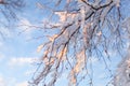 Tree branch covered with snow, illuminated with sunlight, blue sky with white clouds Royalty Free Stock Photo