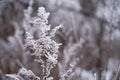 Tree branches covered in snow on winter. Frozen plant with cold winter background Royalty Free Stock Photo