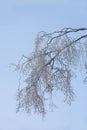 A tree branch covered in snow in winter. Frozen tree branches and leaves against white snowy background. frosty branches Royalty Free Stock Photo