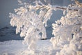 A tree branch covered with a thick layer of frost on the river bank. Beautiful winter picture Royalty Free Stock Photo