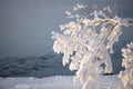 A tree branch covered with a thick layer of frost on the river bank. Beautiful winter picture Royalty Free Stock Photo