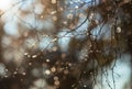 Tree branch covered with transparent shiny ice drops on frosty day, soft focus Royalty Free Stock Photo