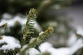 The tree branch is covered with water drops from the melted snow. Winter thaw.