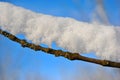 Tree branch covered with white fluffy snow close up detail, winter in forest, blue sky background Royalty Free Stock Photo