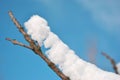 Tree branch covered with white fluffy snow close up detail, winter in forest, blue sky background Royalty Free Stock Photo