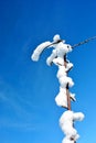 Tree branch covered with white fluffy snow close up detail, winter in forest, bright sky background Royalty Free Stock Photo