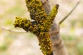 A tree branch is covered with a yellow fungus. Royalty Free Stock Photo