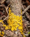 A tree branch covered with yellow lichens called Variospora thallincola