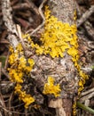 A tree branch covered with yellow lichens called Variospora thallincola