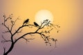 A tree branch cradles affectionate birds in beautiful silhouette