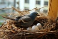 A tree branch cradles a nest with two magpie robin eggs