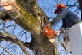 Tree branch cutting Royalty Free Stock Photo