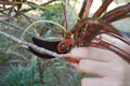 Tree branch cutting using scissors Royalty Free Stock Photo