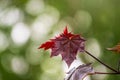 Tree branch with dark red leaves, Acer platanoides, the Norway maple Crimson King. Red Maple acutifoliate Crimson King, young Royalty Free Stock Photo