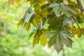 Tree branch with dark red leaves, Acer platanoides, the Norway maple Crimson King. Red Maple acutifoliate Crimson King, young Royalty Free Stock Photo