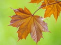 Tree branch with dark red leaves, Acer platanoides, the Norway maple Crimson King. Red Maple acutifoliate Crimson King, young Royalty Free Stock Photo