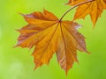 Tree branch with dark red leaves, Acer platanoides, the Norway maple Crimson King. Red Maple acutifoliate Crimson King, young Royalty Free Stock Photo