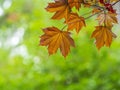 Tree branch with dark red leaves, Acer platanoides, the Norway maple Crimson King. Red Maple acutifoliate Crimson King, young Royalty Free Stock Photo