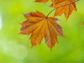 Tree branch with dark red leaves, Acer platanoides, the Norway maple Crimson King. Red Maple acutifoliate Crimson King, young Royalty Free Stock Photo