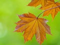 Tree branch with dark red leaves, Acer platanoides, the Norway maple Crimson King. Red Maple acutifoliate Crimson King, young Royalty Free Stock Photo