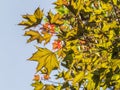 Tree branch with dark red leaves, Acer platanoides, the Norway maple Crimson King. Red Maple acutifoliate Crimson King, young Royalty Free Stock Photo