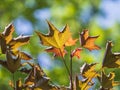 Tree branch with dark red leaves, Acer platanoides, the Norway maple Crimson King. Red Maple acutifoliate Crimson King, young Royalty Free Stock Photo