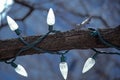 Tree branch decorated with Christmas lights Royalty Free Stock Photo