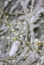 Tree branch after a deep freeze