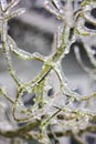 Tree branch after a deep freeze Royalty Free Stock Photo