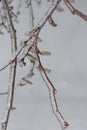 Tree branch after a deep freeze Royalty Free Stock Photo