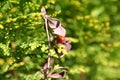 Tree branch detail and flowers with a ladybird on sunligh