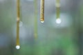 Tree branch with drop after rain, macro background Royalty Free Stock Photo