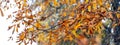 Tree branch with dry autumn leaves, panorama Royalty Free Stock Photo