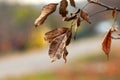 Tree branch with dry brown leaves on a blurred background near the road Royalty Free Stock Photo