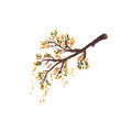 A tree branch with falling autumn leaves. Watercolor illustration Isolated on white background