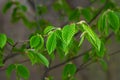A tree branch with first leaves at spring. Carpinus orientalis. Royalty Free Stock Photo