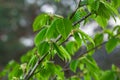 A tree branch with first leaves at spring. Carpinus orientalis. Royalty Free Stock Photo