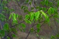 A tree branch with first leaves at spring. Carpinus orientalis. Royalty Free Stock Photo