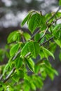 A tree branch with first leaves at spring. Carpinus orientalis. Royalty Free Stock Photo