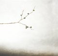 Tree branch with the first leaves of spring Royalty Free Stock Photo